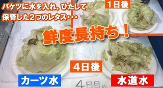 カーツウォーターレタス.jpg